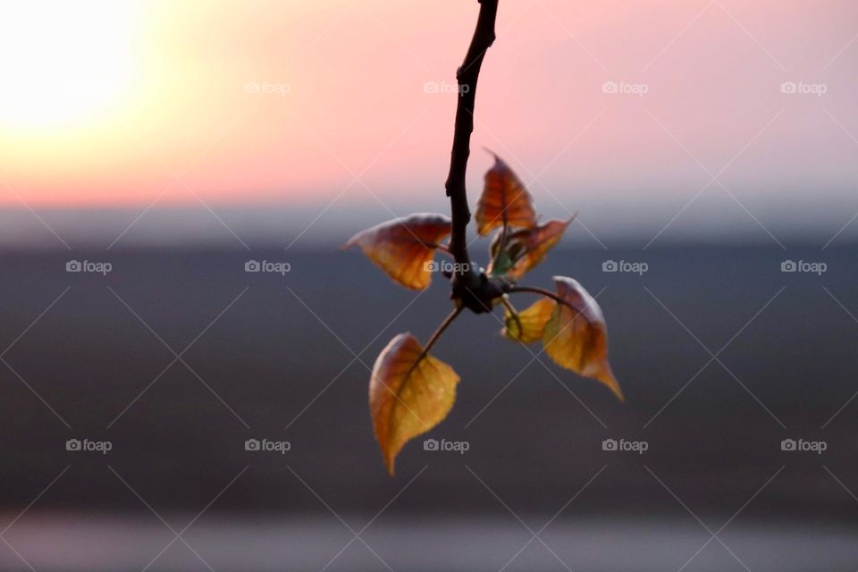Amber colored Leaves show their color as the sunsets in background on the North Shores of Lake Erie, USA