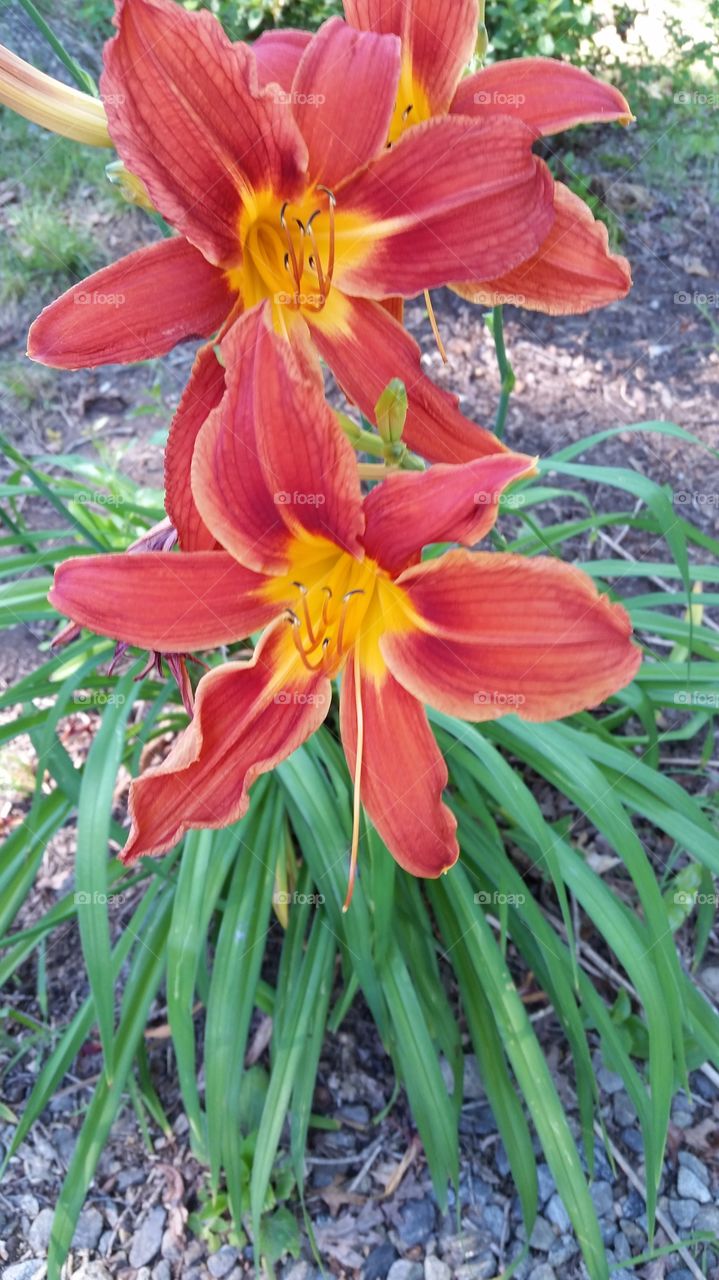 Flower, Nature, Flora, Leaf, Summer