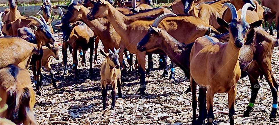 A herd of goats is out and about near “Aichach”, “Bavaria”, Germany not far from “Schloß Blumenthal”, “Castle Blumenthal” built in 1850 but long since turned into a hotel with a gourmet restaurant and brewery. 2024. Hypnotic Productions