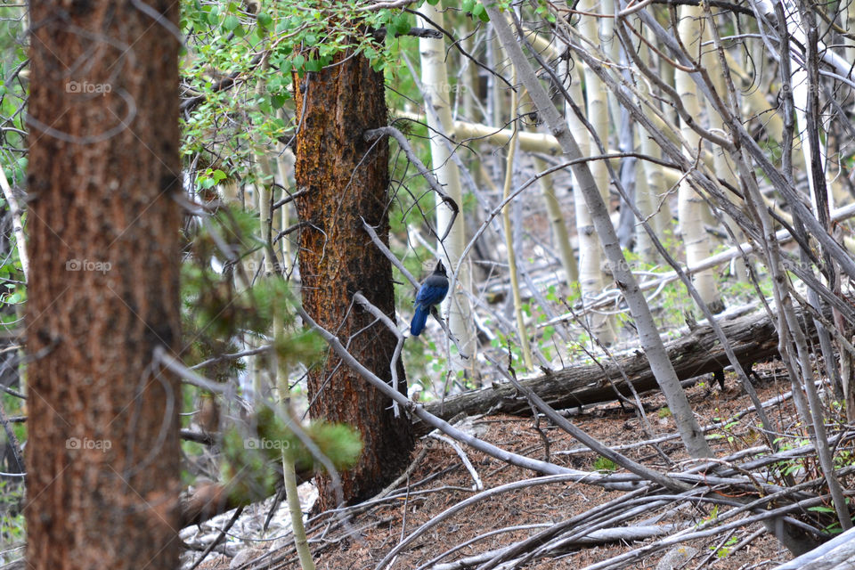 Blue bird in Colorado 