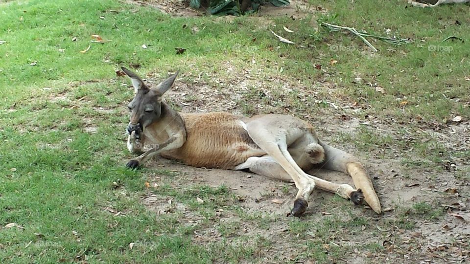 Kangaroo Jack