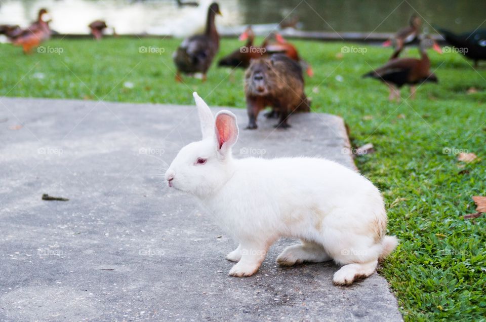 Rabbit and nutra amongst ducks