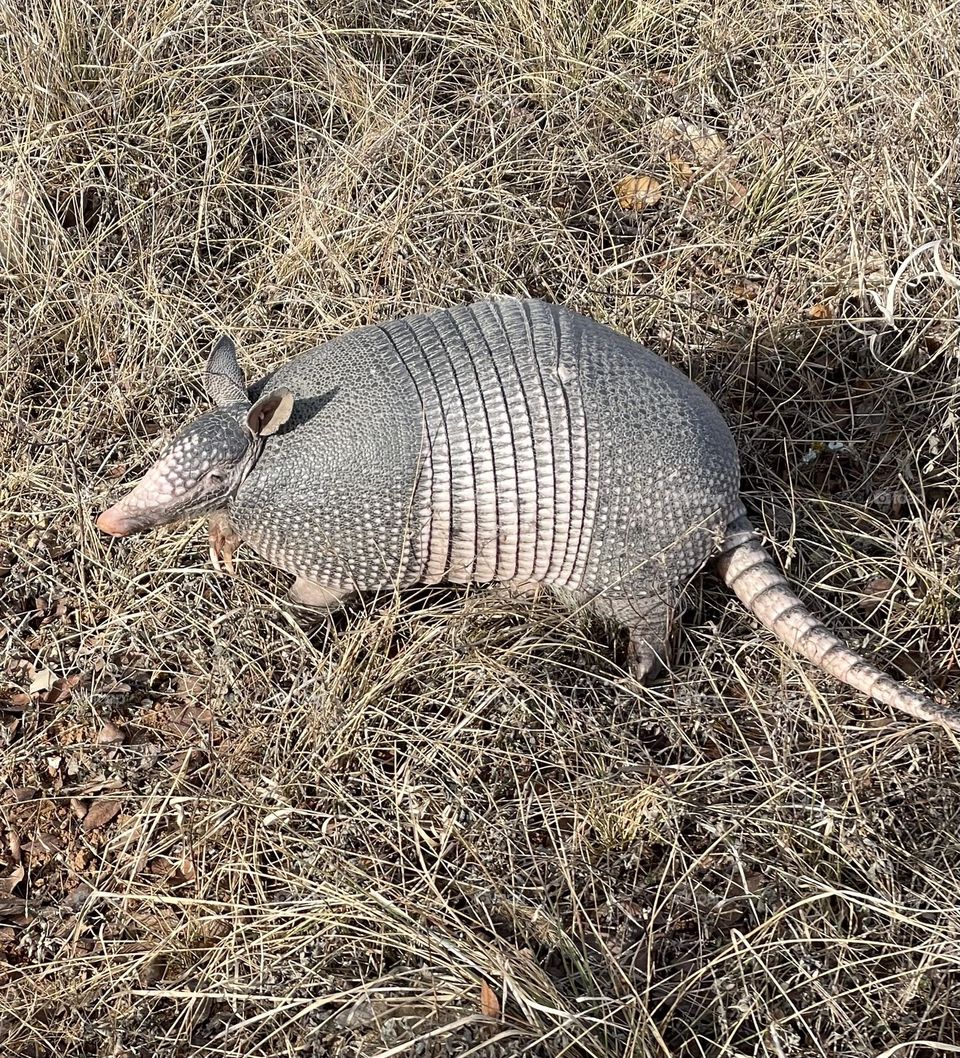 Armadillo 