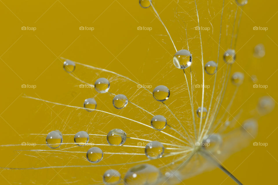 Dandelion seed with dew on a yellow background. dandelion with water drops