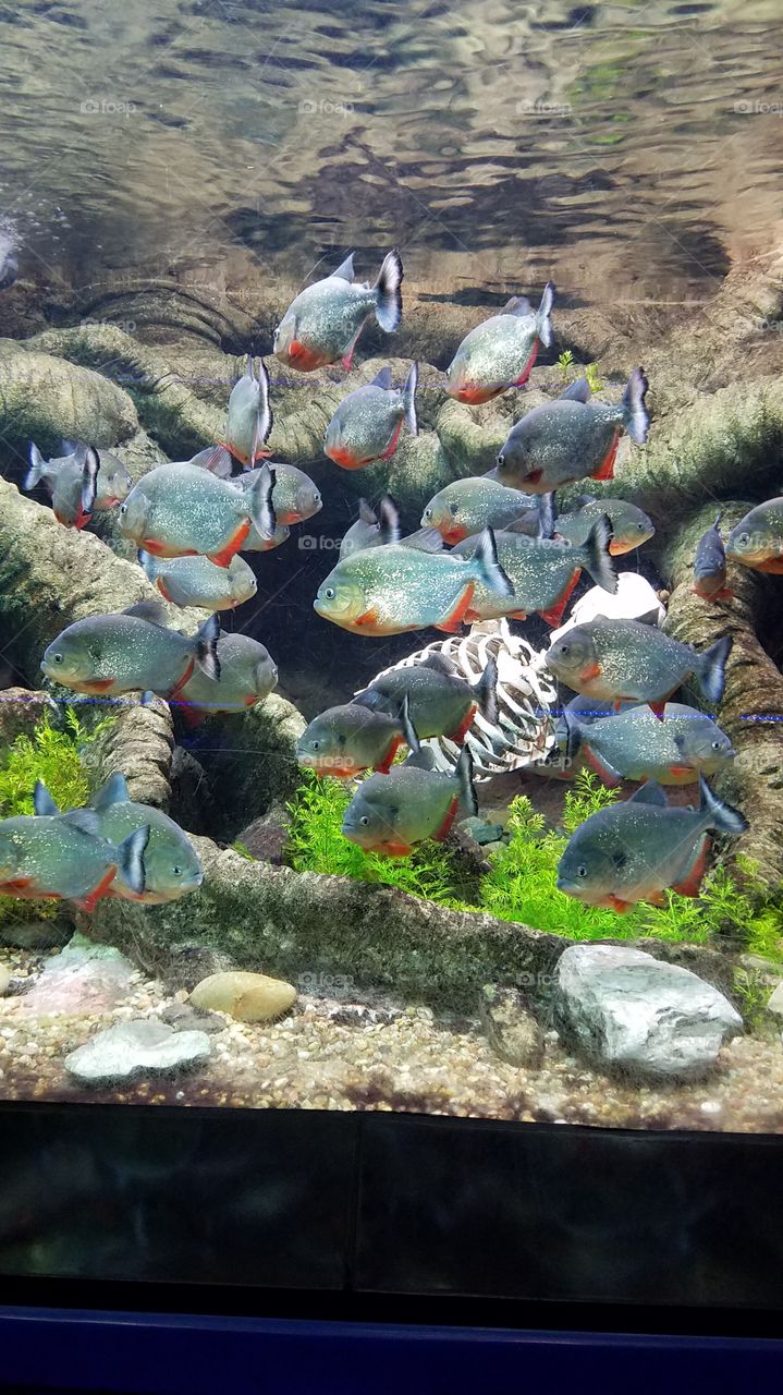 beautiful piranha fish school