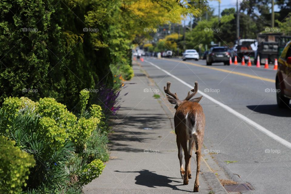 Deer running on the street 