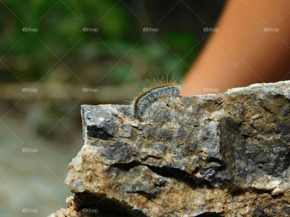 caterpillar on a rock