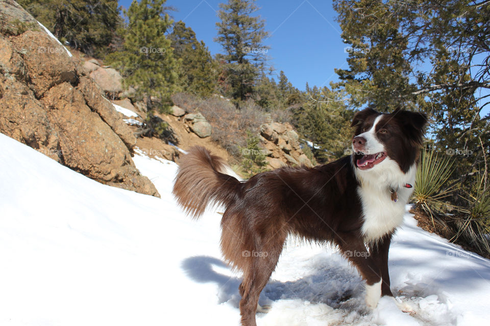 Taking a hike in Colorado with my Pup was by far one of the best adventures