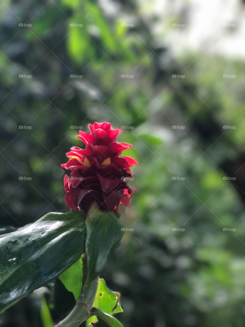 Maui Flower