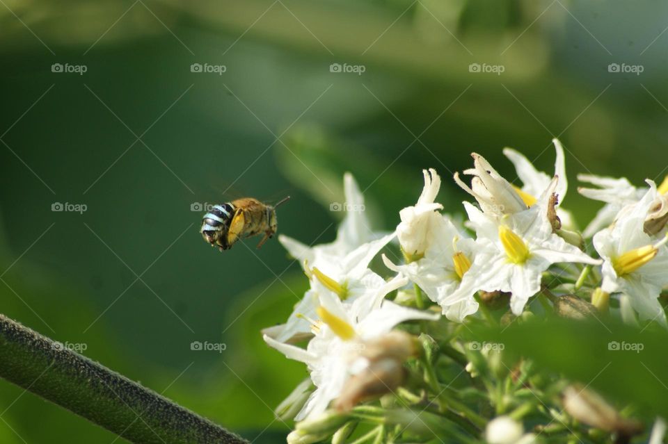 bee