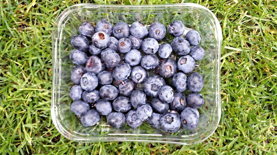 Picked Blueberries 