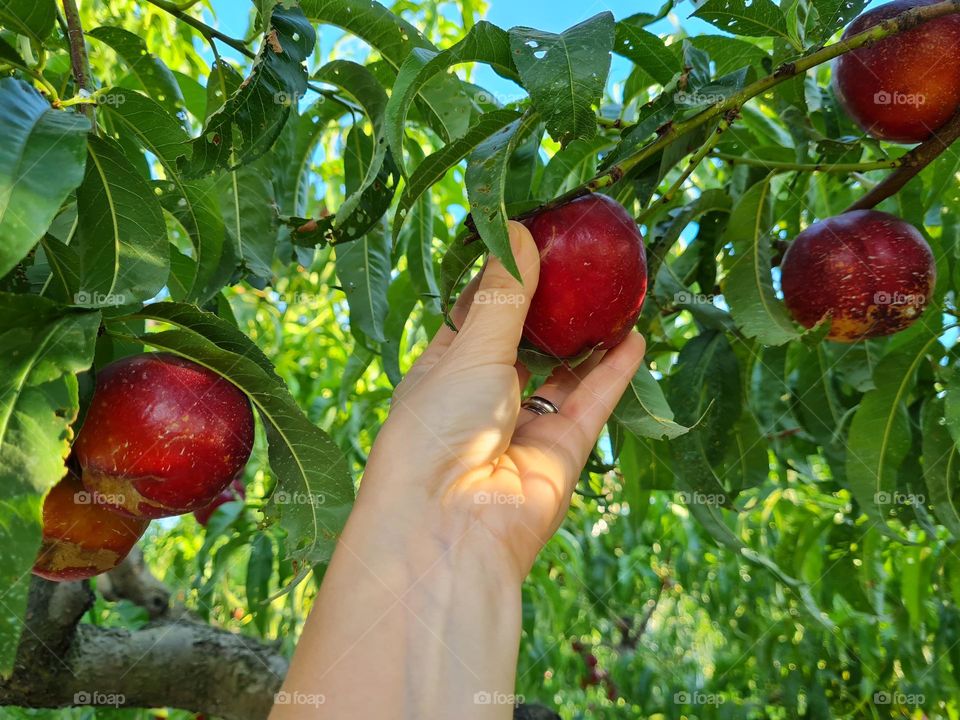 hand picks a peach from the tree