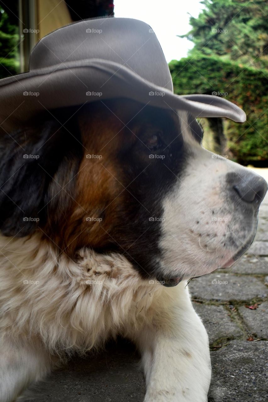 Dog and hat