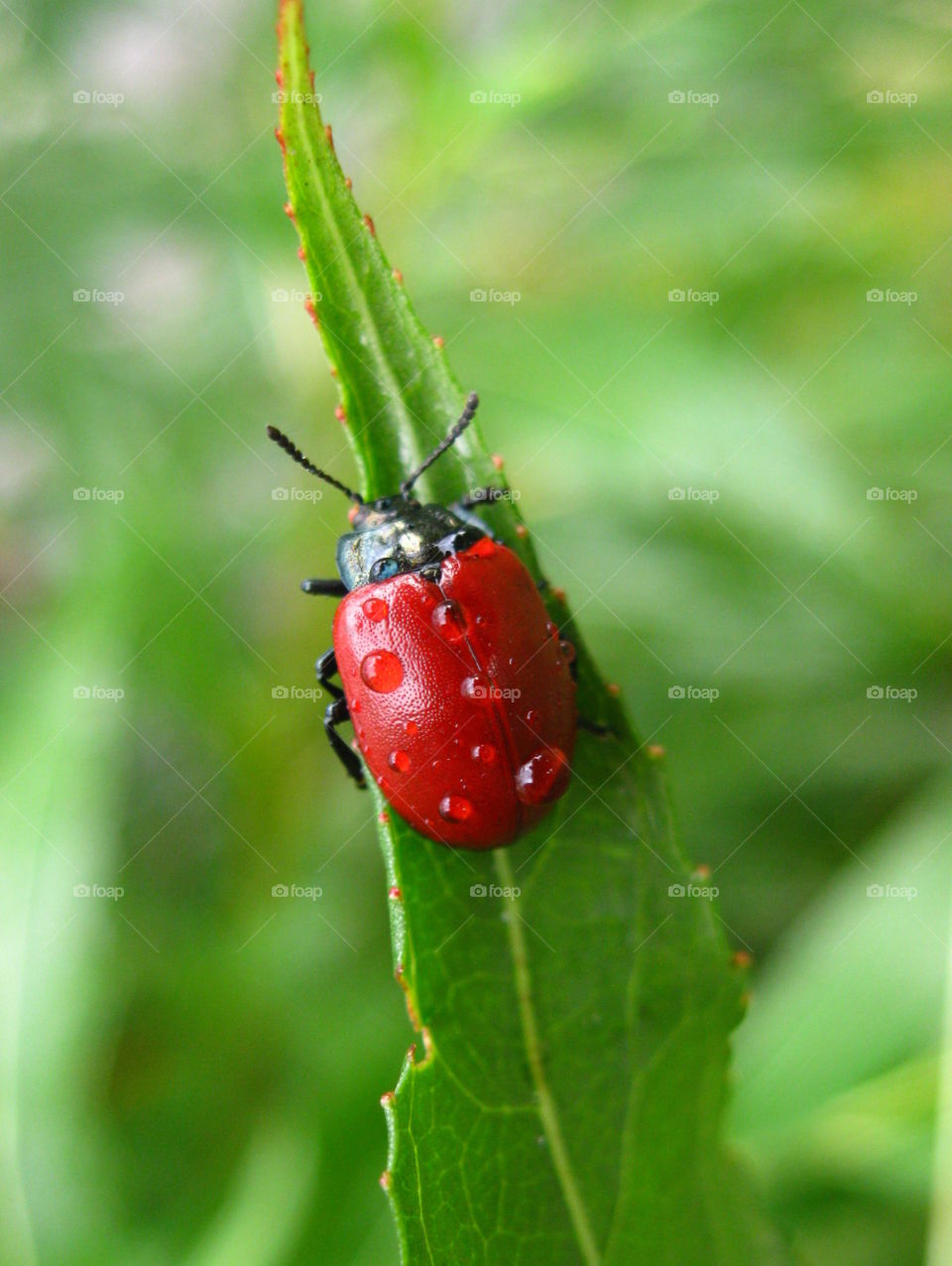Ladybug, on green leaf