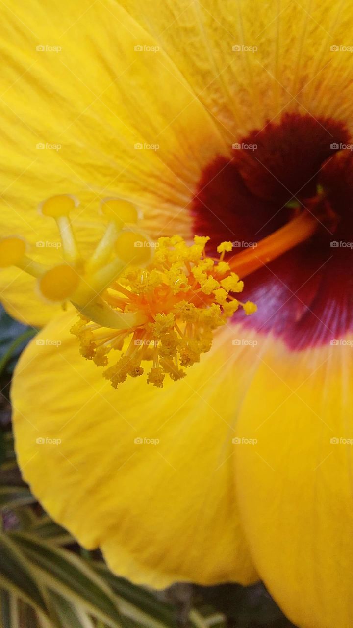 This yellow Hibiscus flower is called Gumamela in the Philippines.
