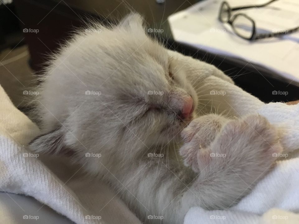 Beautiful white baby kitten sleeping 🐱