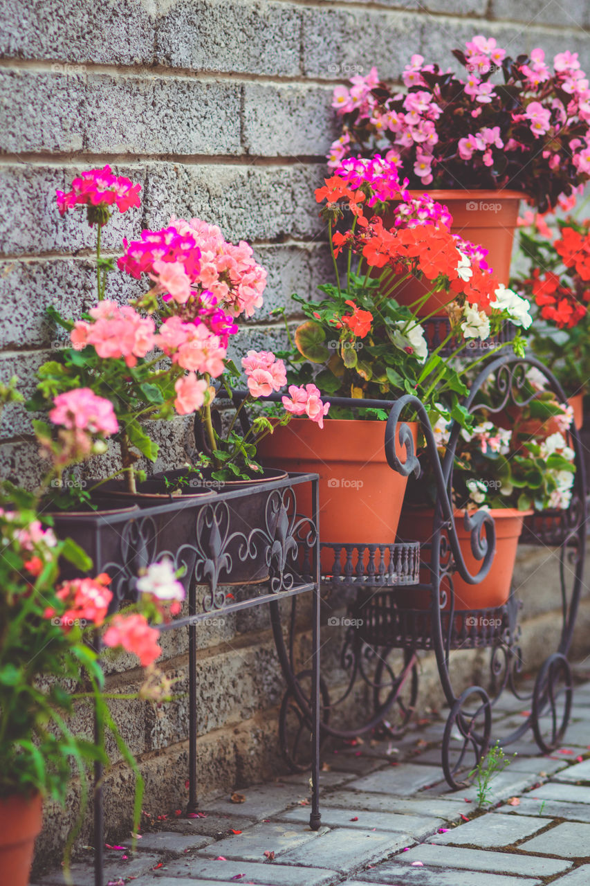 Potted plant