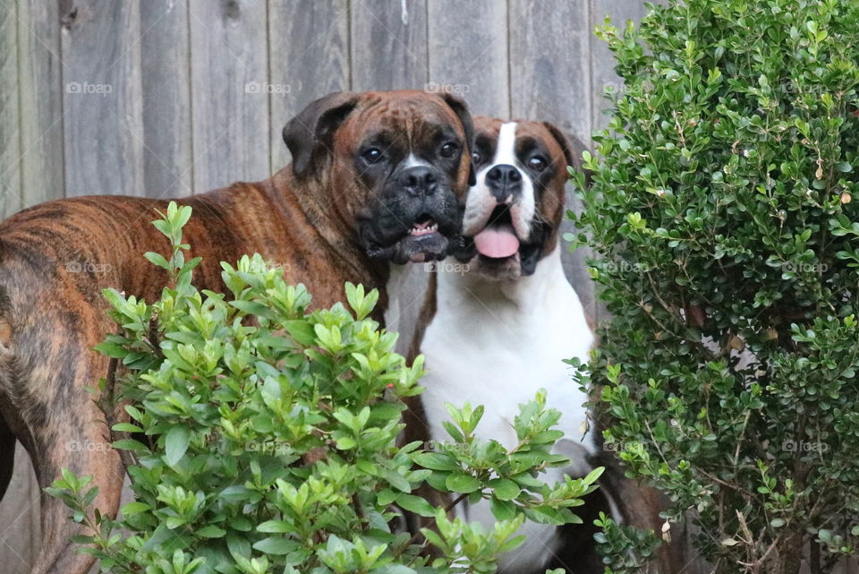 2 boxers 