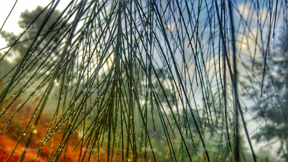 Rain drops on the tree leaves