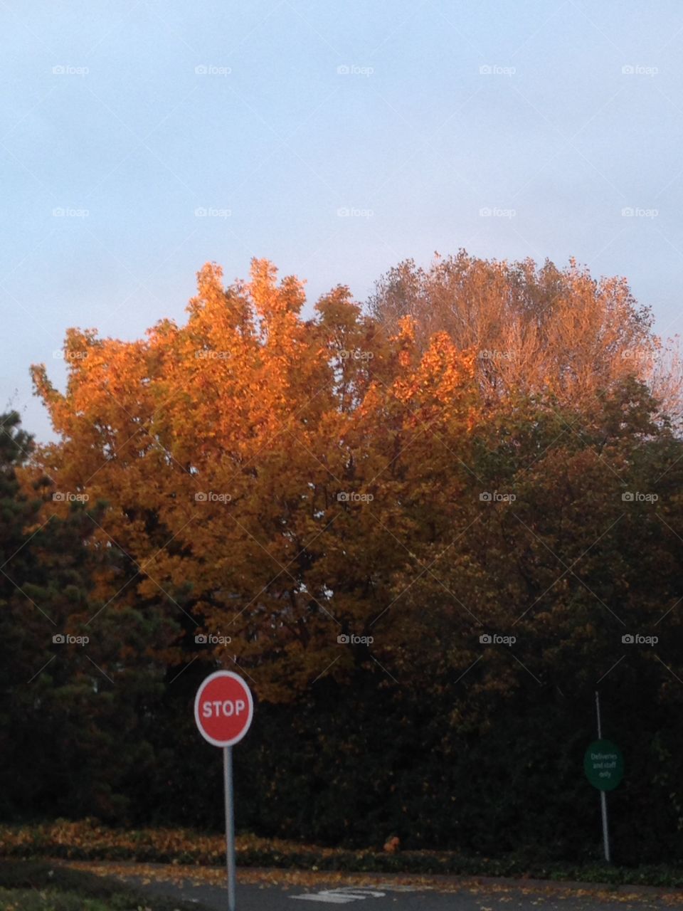 Sun light. A tree in the supermarket car park hit by the sun 