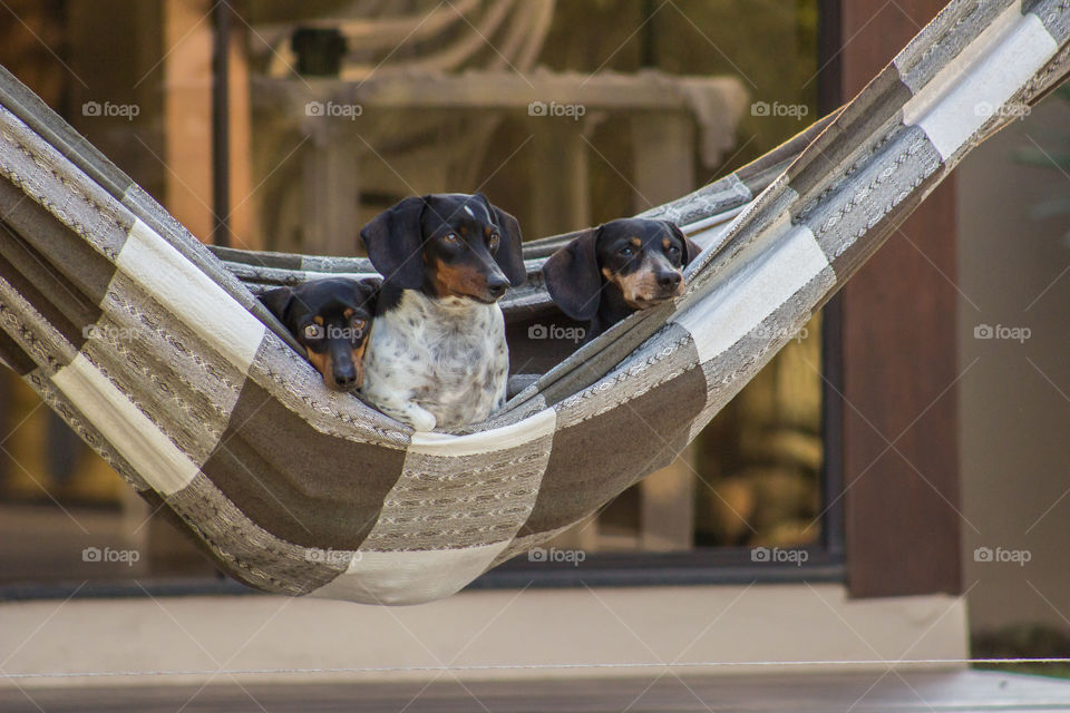 Dogs in the hammock