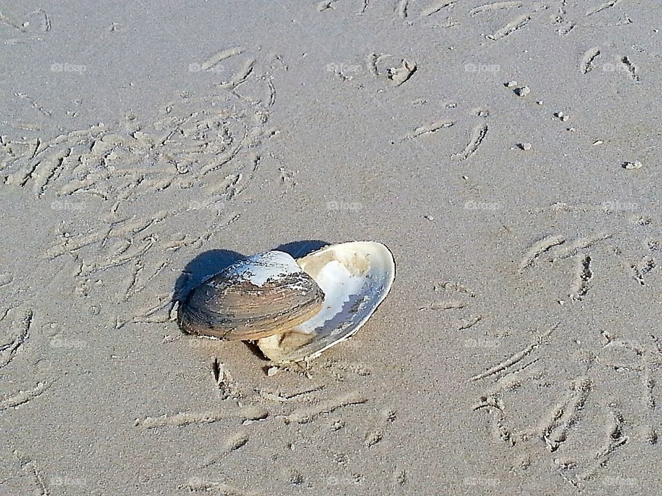 Shells and Seagull Prints