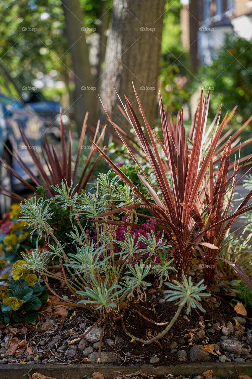 Autumn variety 