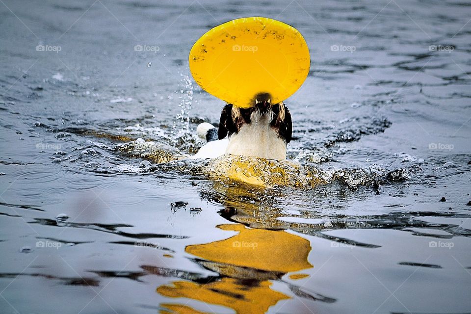 Dog fetches a yellow frisbee