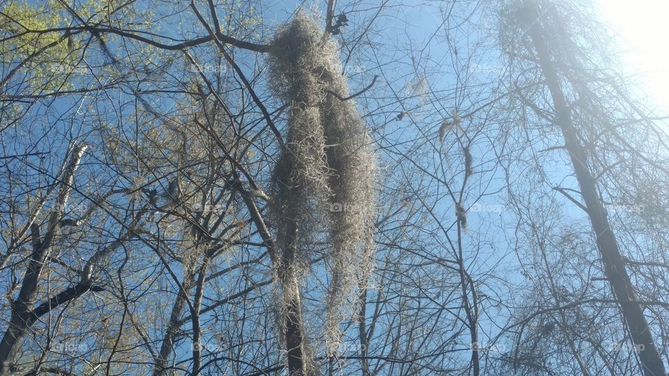 Winter, Tree, Frost, Snow, Branch