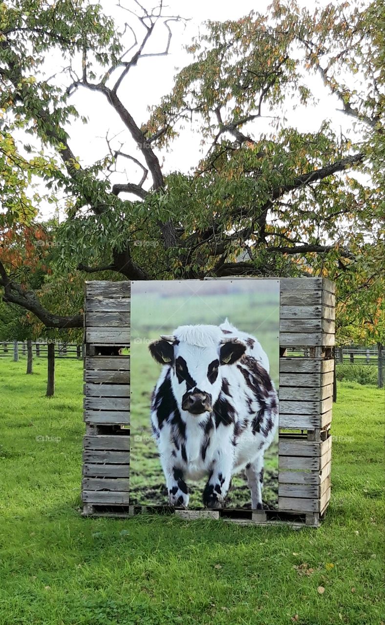 Cow in a friend in Normandy
