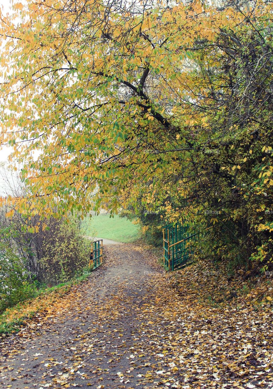 Autumn landscape. 
A path through the forest covered with fallen autumn leaves