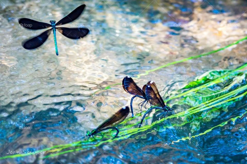 Turquoise Damselflies at a creek