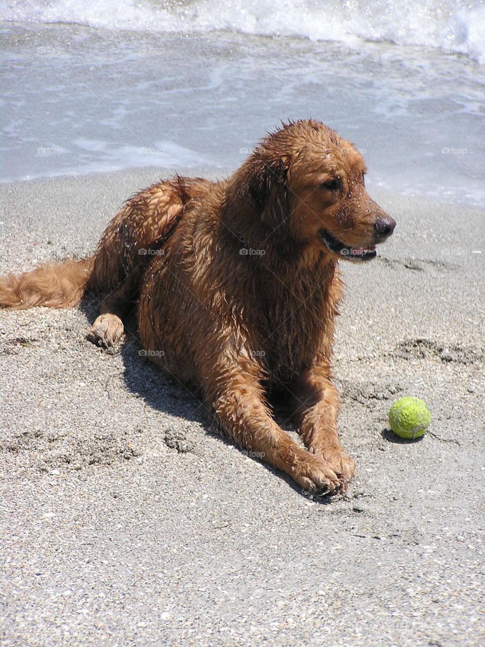 Beach puppy