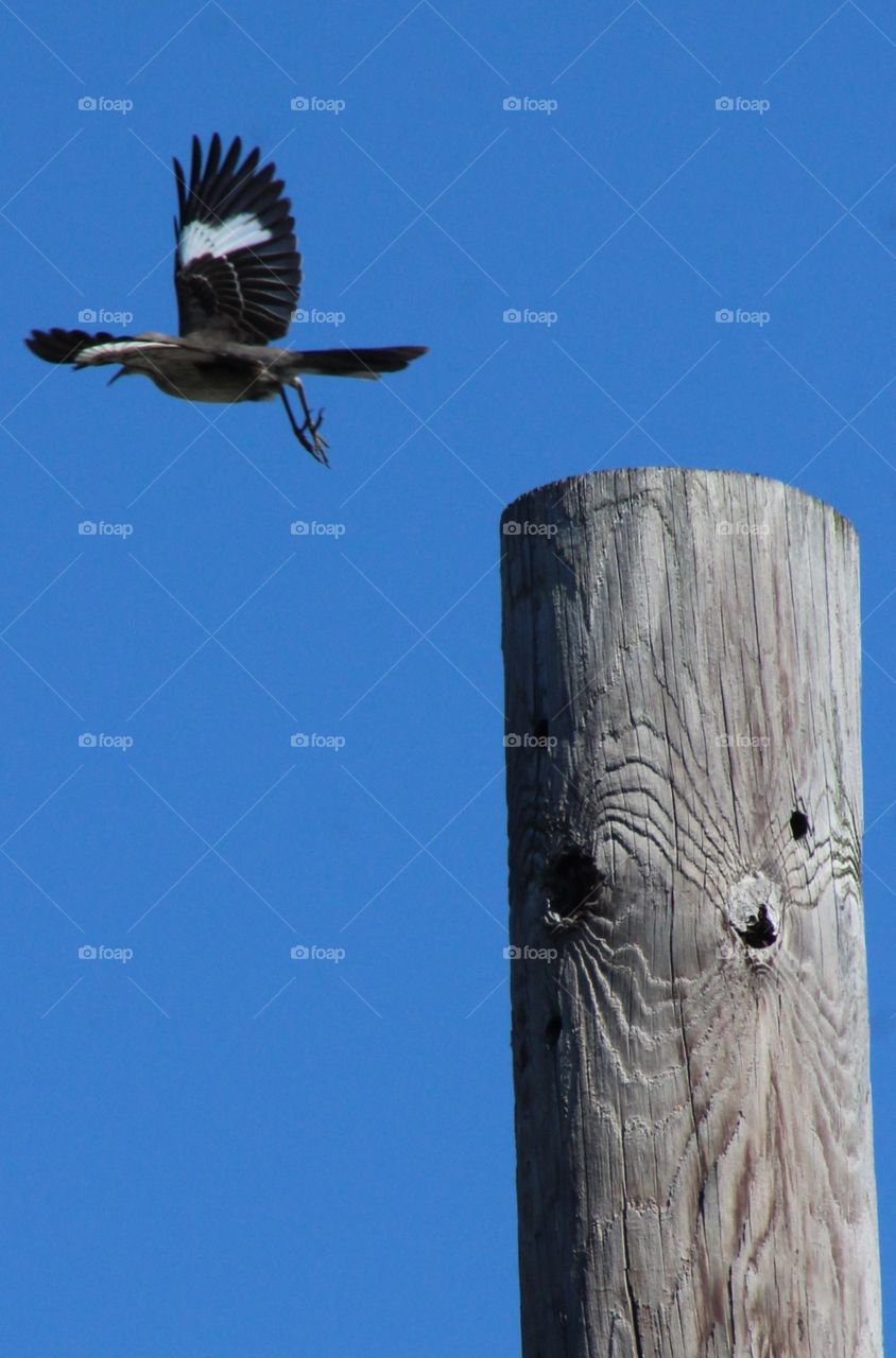 Northern mockingbird in flight with wing bars visible on bright June day