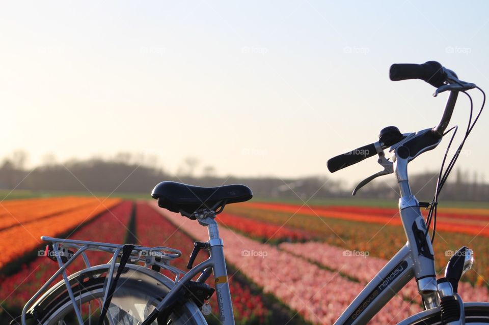 Bikes in front of tulip fields 