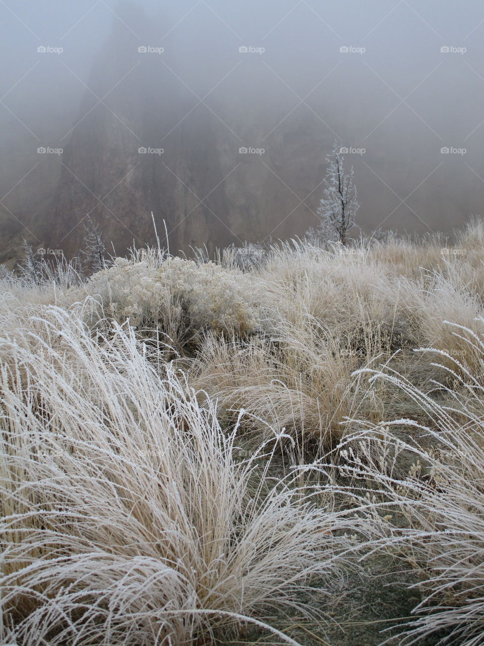 Stunningly beautiful frost on wild grasses and trees on a cold winter morning in Central Oregon. 