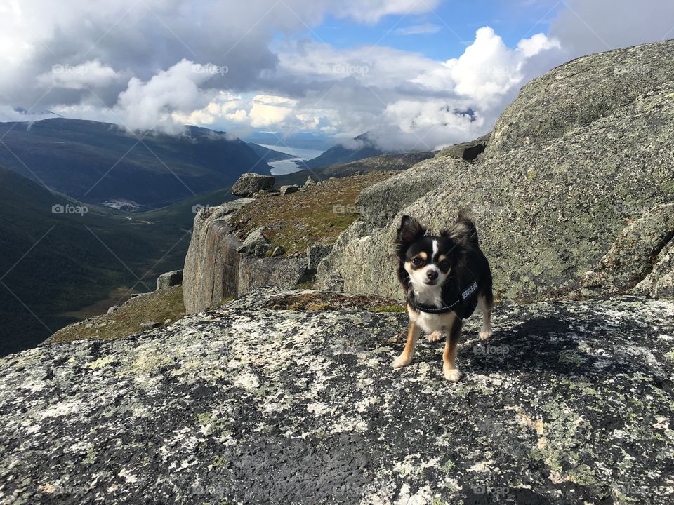 Chihuahua mountain hiking