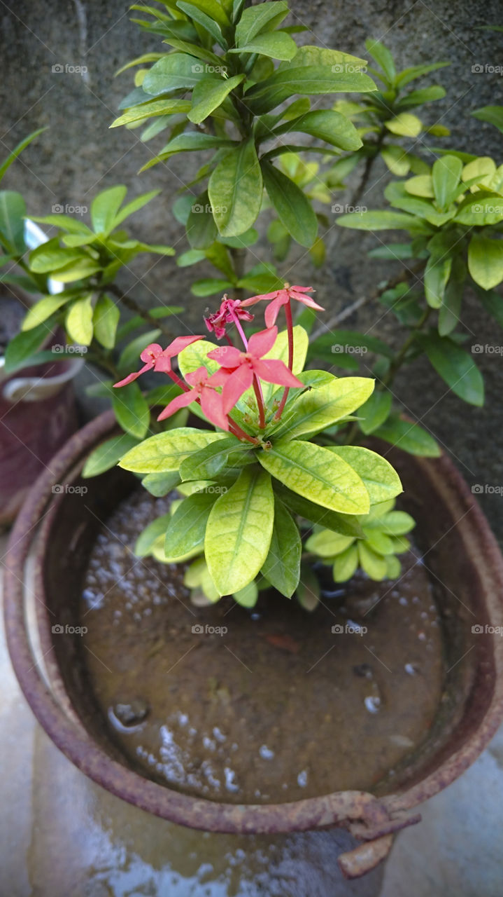 Beautiful Flower on a Rusty-Looking Bucket