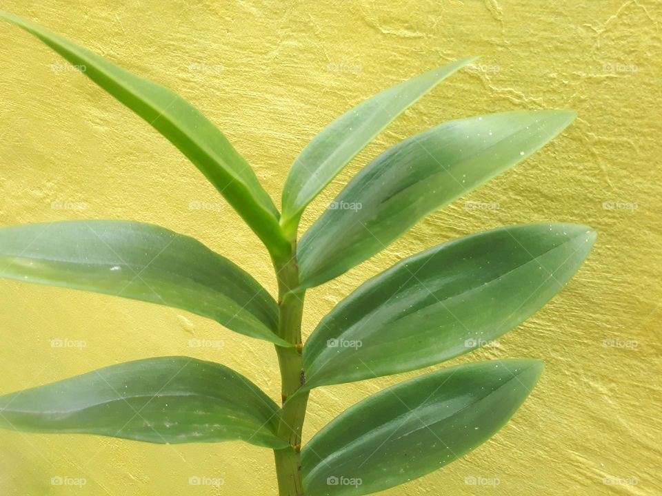 creative layout made of green leaves