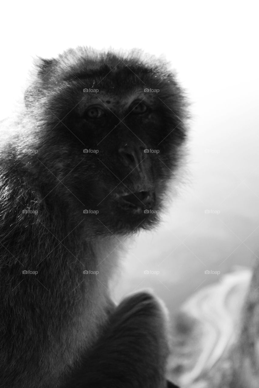 Surprise . Atop the rock of Gibraltar I spooked this little guy. 