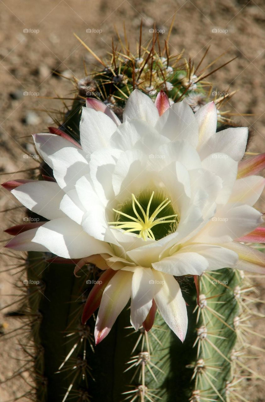 White Flower on Desert Cactus