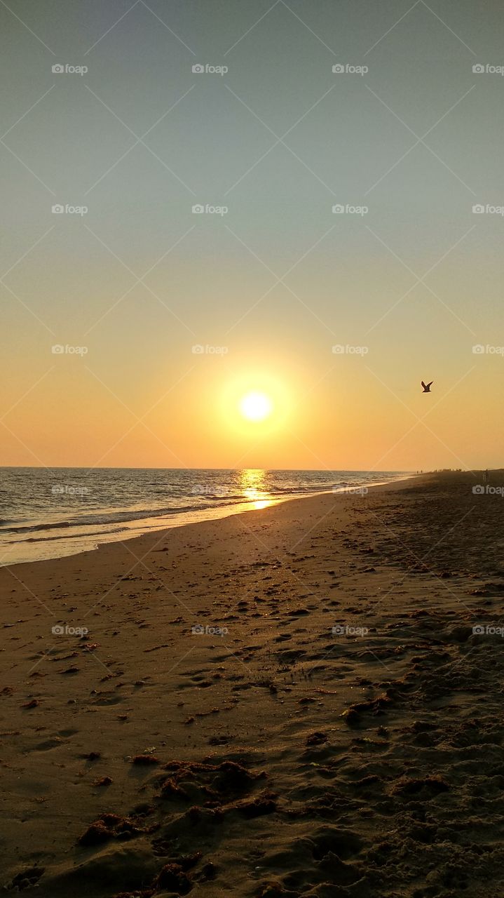 sunset and Bird flying