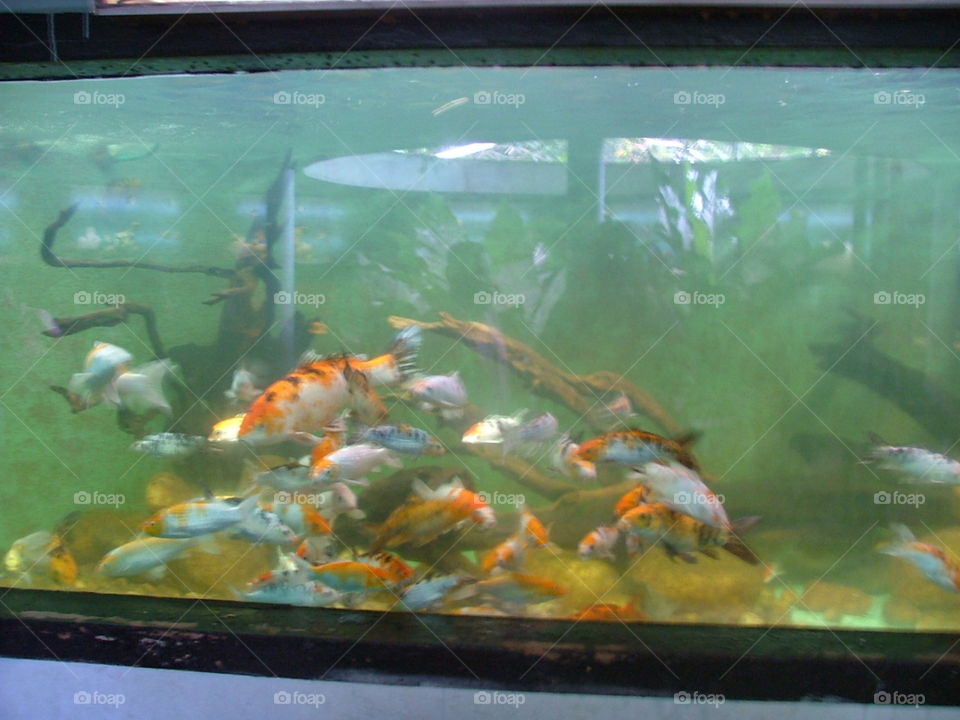 aquarium