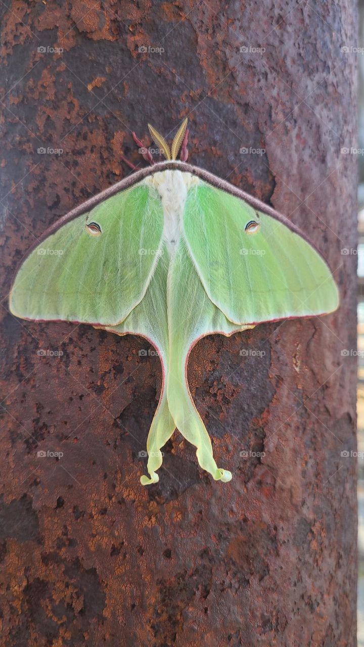 Luna Moth