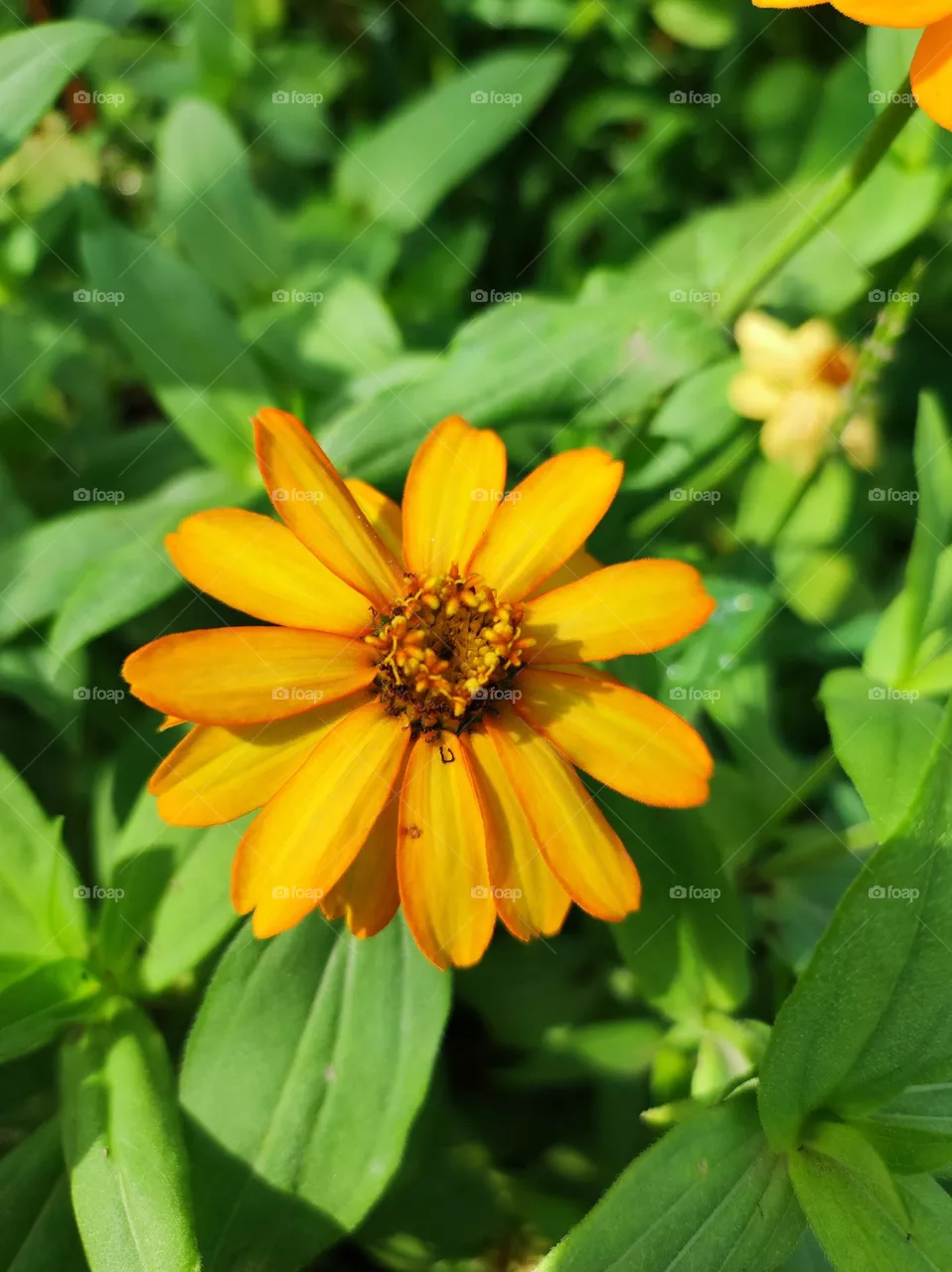 The garden beauty