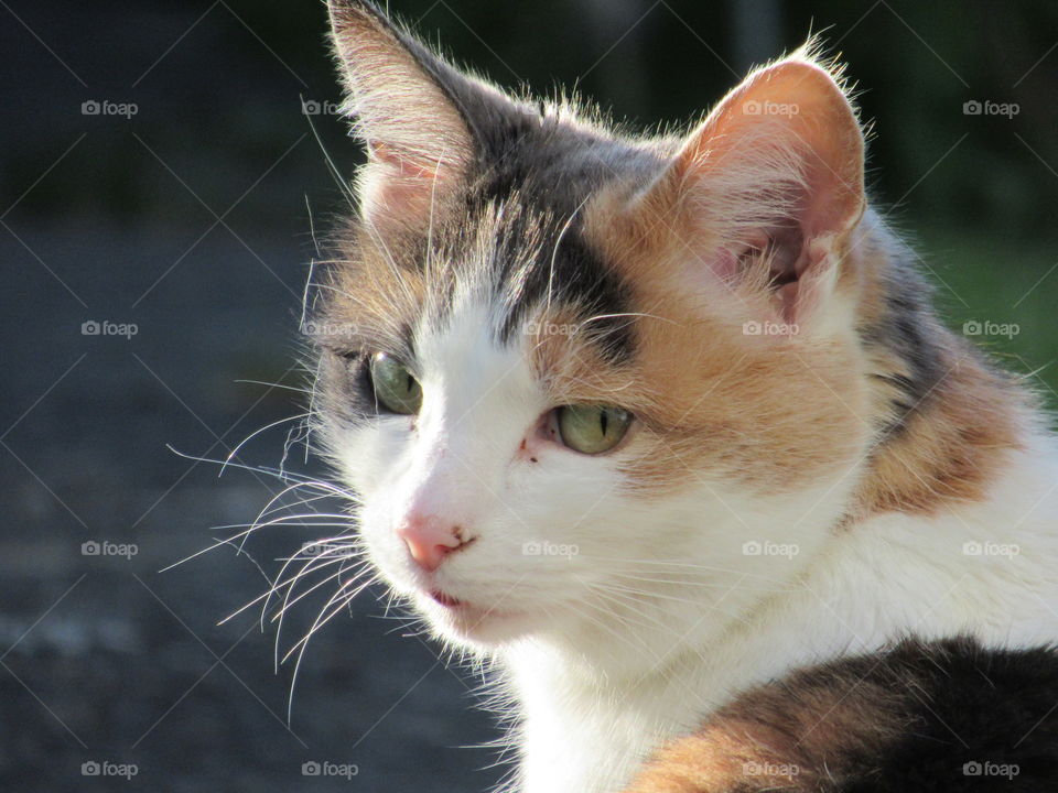 portrait of pet cat