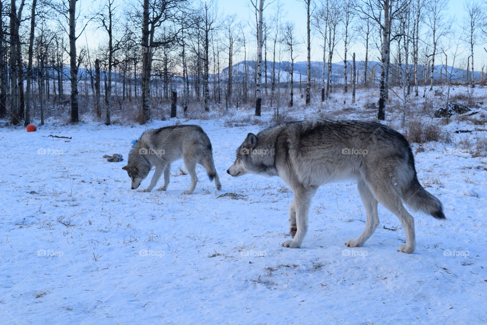 Two waolfdogs at wolfdog sanctuary
