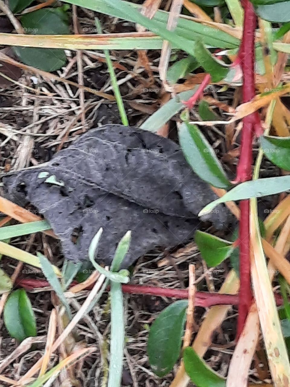 black fallen leaf on top of grass and twigs of  cotoneaster