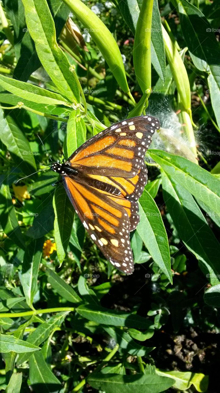 The Damaged Yet Strong-willed Monarch . Enjoying a meal in the garden.