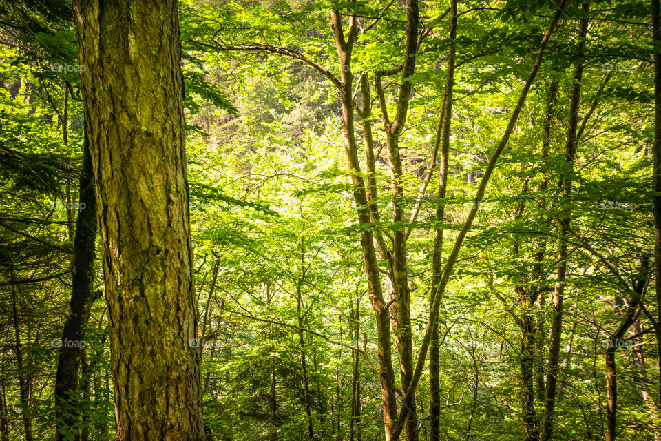 Wood, Leaf, Tree, Nature, Landscape